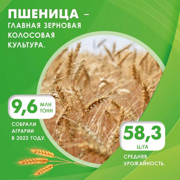 Праздник урожая: в чем сила кубанских аграриев
Праздник урожая: в чем сила кубанских аграриев