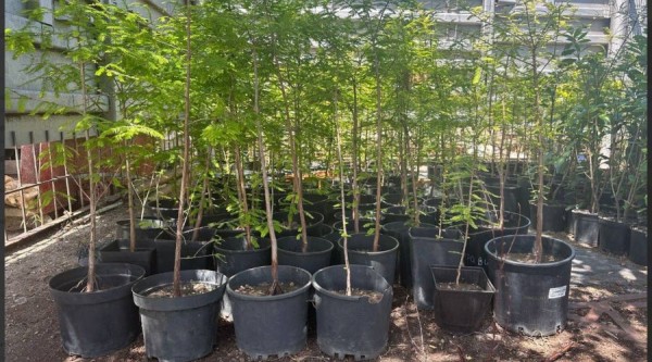 В Анапе заложат новую кипарисовую рощу