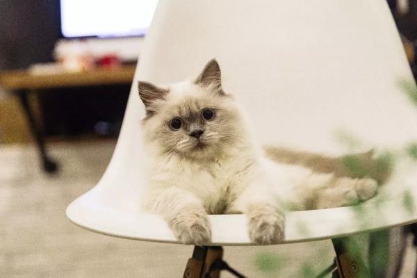 Как помочь кошкам и собакам пережить сильную жару
Как помочь кошкам и собакам пережить сильную жару
