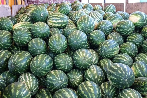 Жатва-2024: новые рекорды и высокое качество
Жатва-2024: новые рекорды и высокое качество