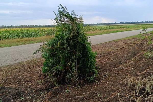 Свыше 1 000 кустарников конопли обнаружены на территории Армавира
Свыше 1 000 кустарников конопли обнаружены на территории Армавира