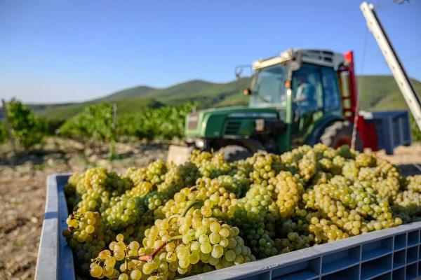 Урожай винограда – это волшебство, которое дарит природа
Урожай винограда – это волшебство, которое дарит природа