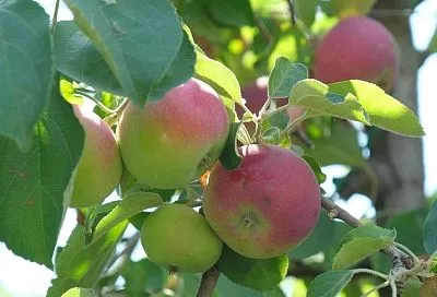 Битва за урожай: на Кубани продолжается уборка кукурузы, сахарной свеклы, подсолнечника, сои, овощей и плодово-ягодных культур
Битва за урожай: на Кубани продолжается уборка кукурузы, сахарной свеклы, подсолнечника, сои, овощей и плодово-ягодных культур