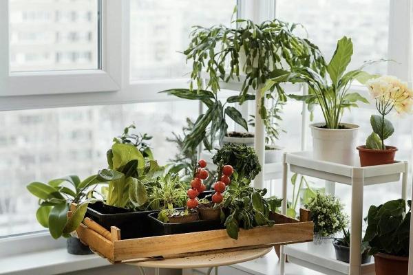 В холодное время года в квартире можно вырастить множество полезных и вкусных растений
В холодное время года в квартире можно вырастить множество полезных и вкусных растений