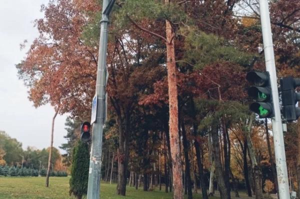 
До +15 градусов потеплеет на Кубани днем 7 ноября    
