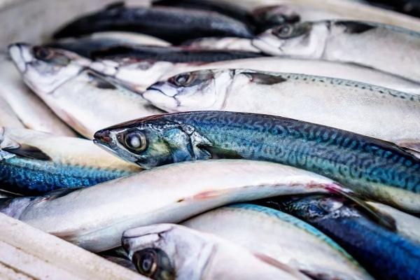 Богатый улов будет в море: какая рыба полезнее - морская или пресноводная
Богатый улов будет в море: какая рыба полезнее - морская или пресноводная
