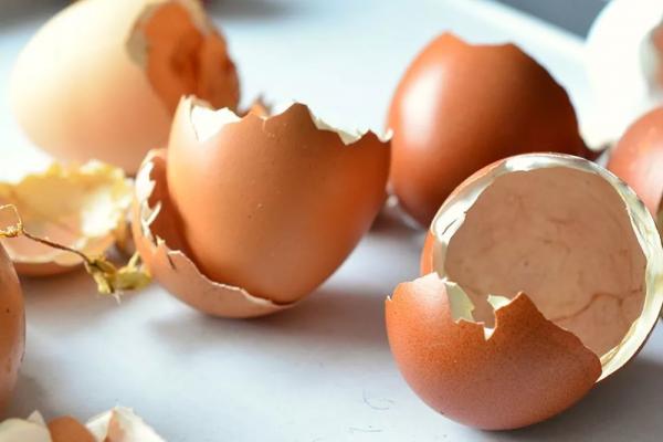 
Собираю яичную скорлупу, и выращиваю в ней такую сильную рассаду, что все завидуют &ndash; больше не выбрасывай                    