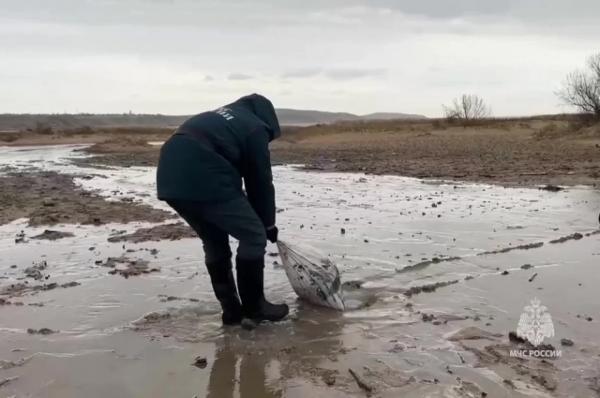 
На пляжах Краснодарского края собрали около 5 тысяч тонн смеси с мазутом    