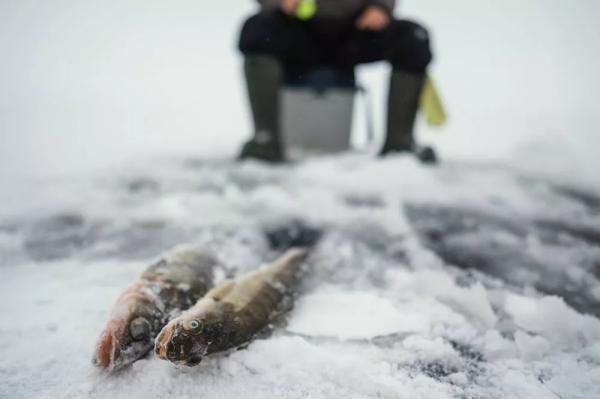 Лови на мормышку так, и она соблазнит любую рыбу даже в глухозимье
Лови на мормышку так, и она соблазнит любую рыбу даже в глухозимье