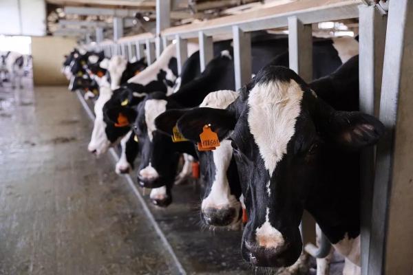
В 2025 году на субсидии для производителей молока в Краснодарском крае направят 1,3 млрд рублей                    