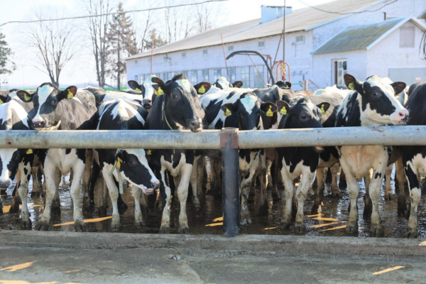 Губернатор Краснодарского края оценил учебно-опытное хозяйство Кубанского государственного аграрного университета Губернатор Краснодарского края оценил учебно-опытное хозяйство Кубанского государственного аграрного университета