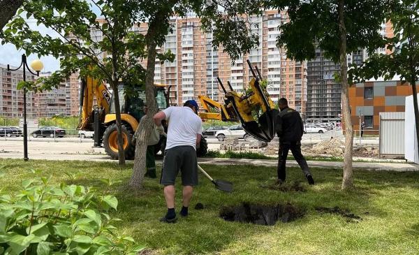 
Более 90 деревьев и кустарников пересадят на бульваре им. Ушакова в Краснодаре                    