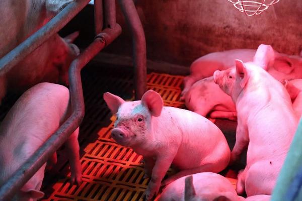 
На молоке и мясе: кубанский агросектор увеличивает прибыльность животноводства                    