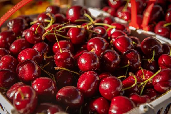 В Крыму урожай миндаля, черешни и сливы сократится на 15%
В Крыму урожай миндаля, черешни и сливы сократится на 15%