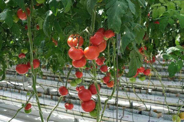 
Сельское хозяйство Динского района: курс на устойчивое развитие и технологическую модернизацию                    