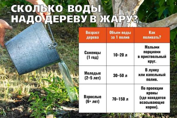 Сколько и как поливать фруктовые деревья в жару: частота, объемы воды и правила
Сколько и как поливать фруктовые деревья в жару: частота, объемы воды и правила