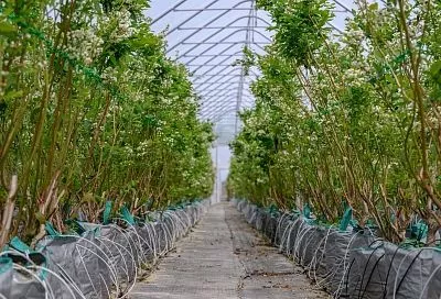 Производство фруктов и ягод на Кубани достигло рекордного уровня
Производство фруктов и ягод на Кубани достигло рекордного уровня
