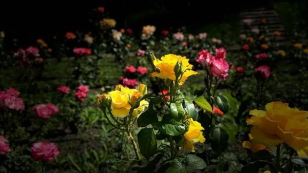 Карту &laquo;природных фотозон&raquo; составили в Армавире