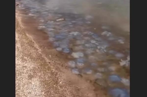 
Отдыхающие на Кубани туристы пожаловались на заполонивших море медуз    