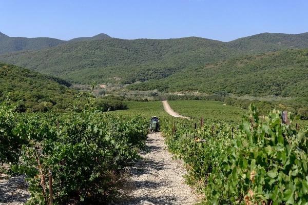 
Время янтарных ягод: на Кубани началась уборка винограда                    