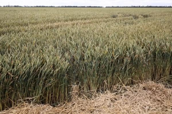 Оперштаб опроверг информацию о потере аграриями Кубани до 60% урожая
Оперштаб опроверг информацию о потере аграриями Кубани до 60% урожая