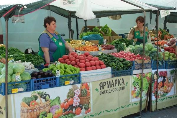 
Свежие перспективы: как кубанский аграрный сектор развивает овощную отрасль                    
