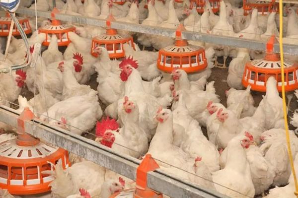 
Поголовье больших надежд: как современное животноводство стало точкой роста для кубанского агросектора                    