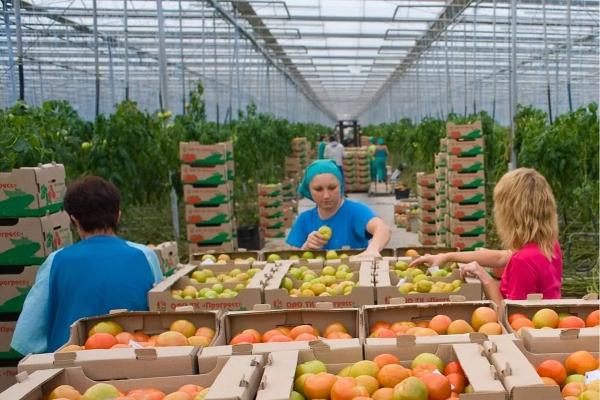Овощи, фрукты: едим кубанские продукты
Овощи, фрукты: едим кубанские продукты
