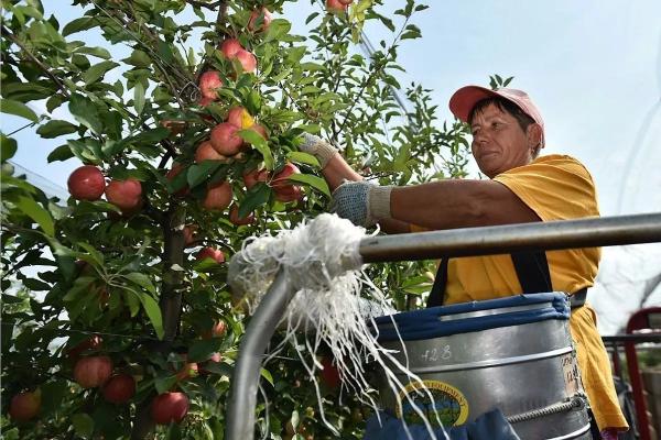 Овощи, фрукты: едим кубанские продукты
Овощи, фрукты: едим кубанские продукты
