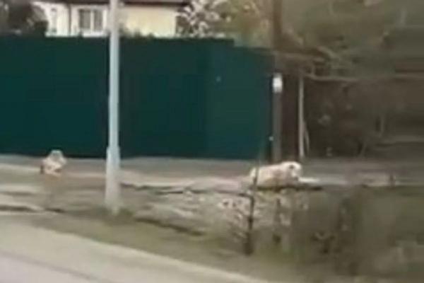 Стая собак набросилась на женщину в сочинском селе
Стая собак набросилась на женщину в сочинском селе
