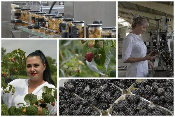 
Овощи, ягоды, грибы: как кубанские аграрии насыщают рынок вкусными и полезными продуктами                    