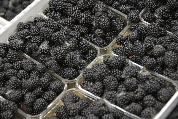 
Овощи, ягоды, грибы: как кубанские аграрии насыщают рынок вкусными и полезными продуктами                    