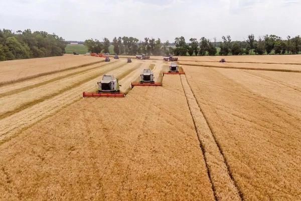 Жатва-2026 на Кубани набирает обороты: собрано более 1,6 миллиона тонн зерна нового урожая
Жатва-2026 на Кубани набирает обороты: собрано более 1,6 миллиона тонн зерна нового урожая