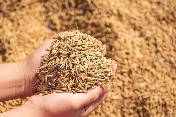 Экспорт кубанской сельхозпродукции вырос в полтора раза
Экспорт кубанской сельхозпродукции вырос в полтора раза