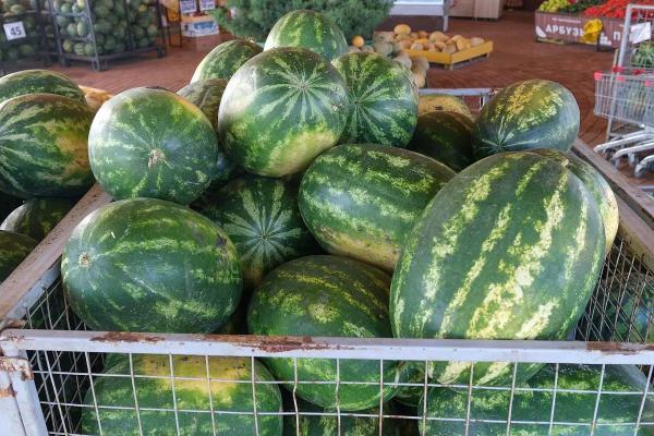 Сочные арбузы и твердые сыры: как кубанские фермеры совмещают традиции и современные технологии
Сочные арбузы и твердые сыры: как кубанские фермеры совмещают традиции и современные технологии