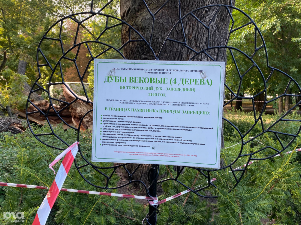 В Краснодаре сломался старинный дуб. Ему 586 лет, и он должен выжить В Краснодаре сломался старинный дуб. Ему 586 лет, и он должен выжить