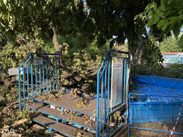 В Краснодаре сломался старинный дуб. Ему 586 лет, и он должен выжить В Краснодаре сломался старинный дуб. Ему 586 лет, и он должен выжить