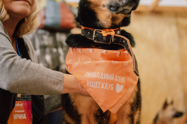 В Краснодаре снова пройдет фестиваль WOOF, где можно забрать собаку или кошку из приюта В Краснодаре снова пройдет фестиваль WOOF, где можно забрать собаку или кошку из приюта