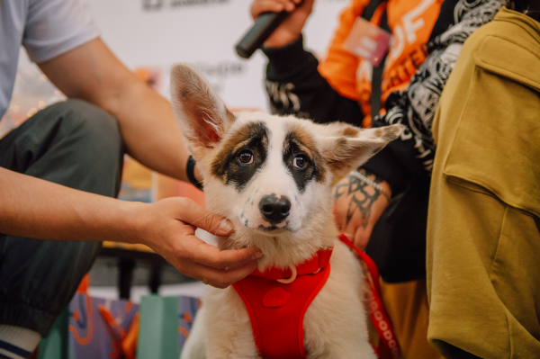В Краснодаре снова пройдет фестиваль WOOF, где можно забрать собаку или кошку из приюта В Краснодаре снова пройдет фестиваль WOOF, где можно забрать собаку или кошку из приюта