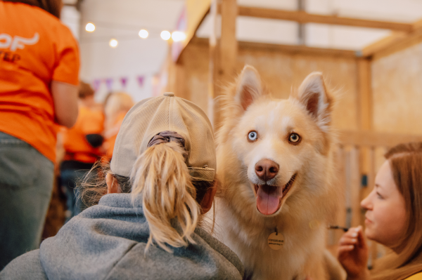 В Краснодаре снова пройдет фестиваль WOOF, где можно забрать собаку или кошку из приюта В Краснодаре снова пройдет фестиваль WOOF, где можно забрать собаку или кошку из приюта