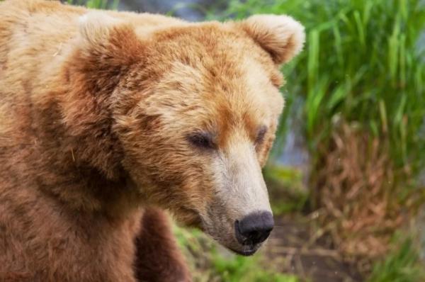Кубань может стать поставщиком зерна для сибирских медведей
Кубань может стать поставщиком зерна для сибирских медведей