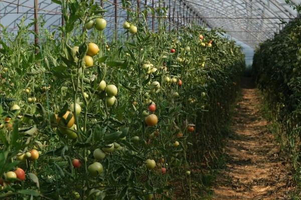 Кубанские фермеры расширяют площади возделывания и ассортимент продукции
Кубанские фермеры расширяют площади возделывания и ассортимент продукции