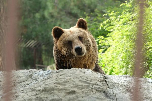 
Названо число жертв нападений медведей в России                    