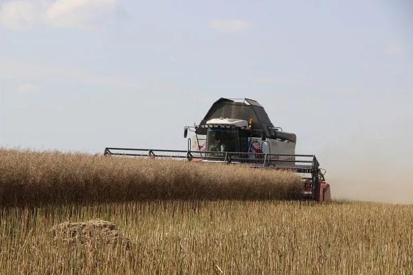 
Гарант познается в поле: кубанский агросектор получает высокие намолоты и наращивает объемы переработки                    