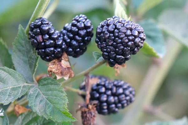 Колючая, живучая, вкуснющая: этапы посадки и ухода за ежевикой
Колючая, живучая, вкуснющая: этапы посадки и ухода за ежевикой