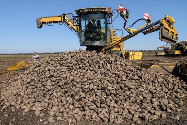 На Кубани растет доля отечественных семян сахарной свеклы
На Кубани растет доля отечественных семян сахарной свеклы