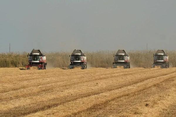 
На пульсе жатвы: кубанские аграрии знают цену хлеба                    