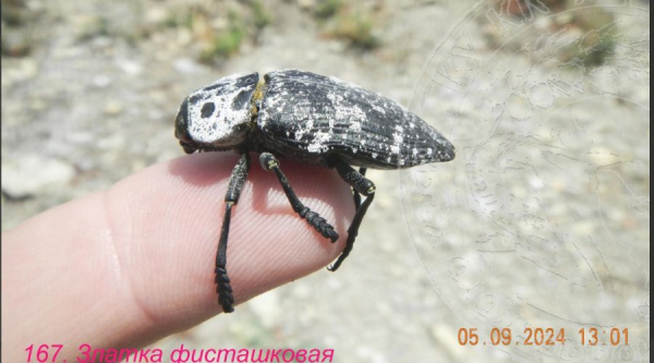 В Краснодарском крае нашли насекомых, которых раньше не было в регионе В Краснодарском крае нашли насекомых, которых раньше не было в регионе
