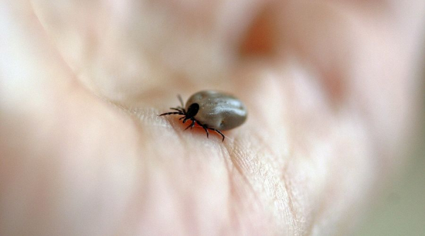 В Краснодарском крае от укусов клещей пострадали больше 4,5 тыс. человек В Краснодарском крае от укусов клещей пострадали больше 4,5 тыс. человек